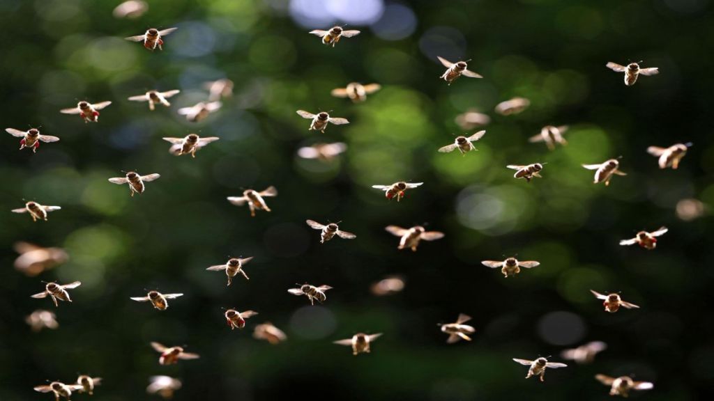 Swarming bees may potentially change the weather, new study suggests